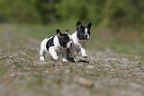 BOULEDOGUE FRANCAIS 381